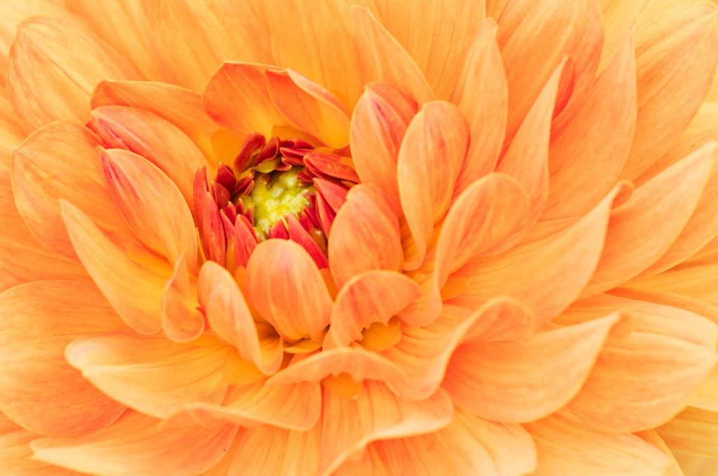 flowers, dahlia, flora-7995700.jpg